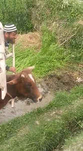 5.2M views · 10K reactions | Human Farming: Watch a man along with Bull ploughing farms in somewhere in Kashmir | Kupwara Times | Facebook