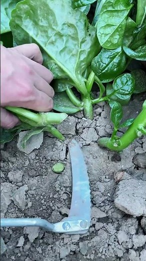 Agricultural Harvesting: Precision Root Cutting of Malabar Spinach | 農業技術：ツルムラサキの根切り実務