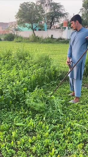 Fodder harvesting #agriculture #tiktok #cropmanagement