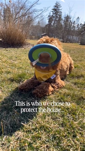 95% false alarm rate but available for hire😂 #funnydogs #dogshorts #house #funnypets #dogmom