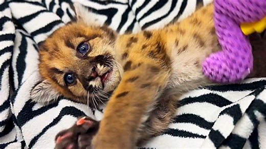 Un bébé puma sauvé devient la star d'un zoo en Californie