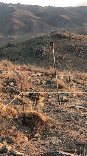 Partridge Singing Beautifully in the Mountain Hunt