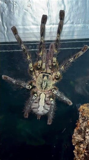 Had to catch my Poecilotheria ornata to clean her glass.