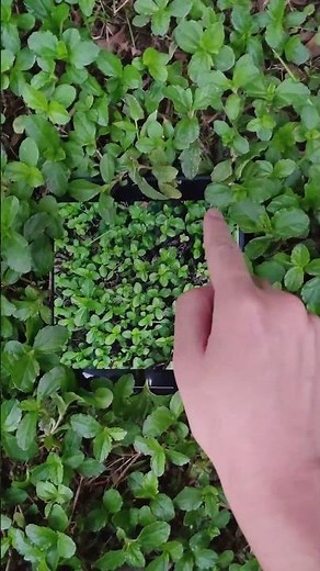 Samsung's screen technology demonstration, it's so obvious, surely you haven't seen it yet? #Mobile