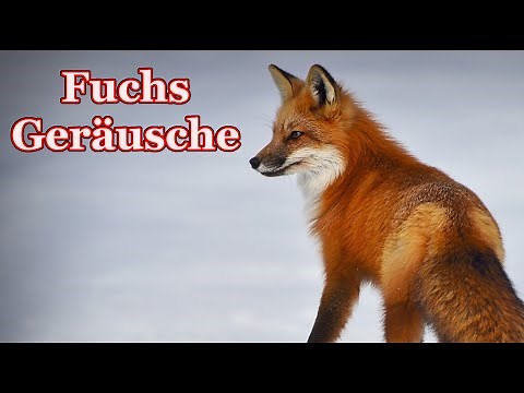 Fuchs Geräusche - Welche Geräusche macht ein Fuchs?