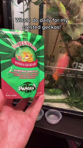 Crested Gecko Care: Nightly Routine Revealed!