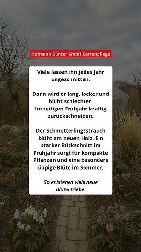 🦋 Schmetterlingsstrauch richtig schneiden 🦋