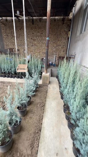 Archa🌲Kesish✂️Davolash💉 on Instagram: "ARIZONICA FASTIGIATA 30$ #archa_kesish_n1"