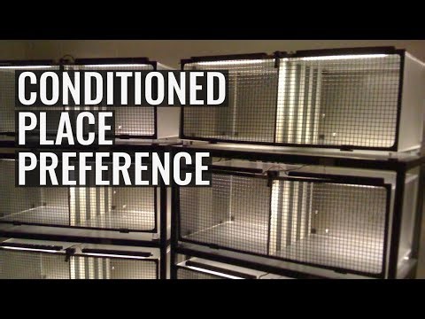 Conditioned place preference