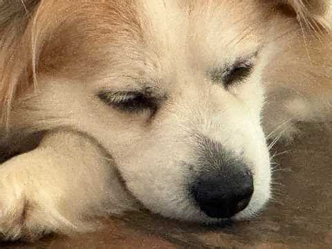Limping but Still Happy | The Graveyard Dog and a Busy Day at the Cemetery