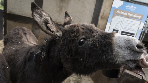 World's oldest donkey dies age 64 after 'living her best life'
