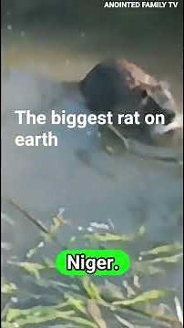 The biggest rat on earth