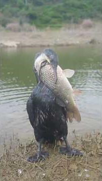 A powerful bird catches a big fish at the lakeside 🐦🐟 | Nature at its finest