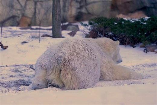 Brookfield Zoo Chicago pledges support for polar bear conservation