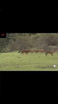 Hindi documentary#nature#animal #discovery