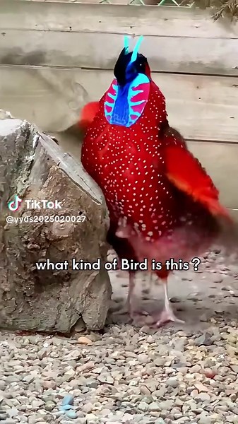 Let me introduce you to 10 unique birds. How many have you seen? # Birds # Fantastic Animals in Tik Tok # Wild Birds Photography # Birds # Family