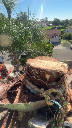 #trendingvideo#treeservice