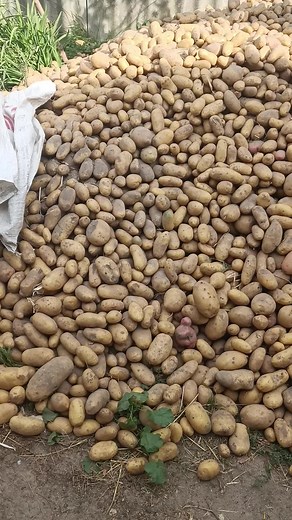 Exploring Different Sizes of Fresh Potatoes Outdoors