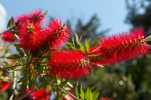 Bottlebrush, Callistemon Citrinus 20 Seeds Organically Grown Hand Collected - Etsy