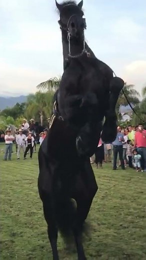 Caballo frison bailando