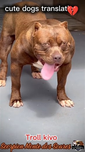 big dogs translation #dog