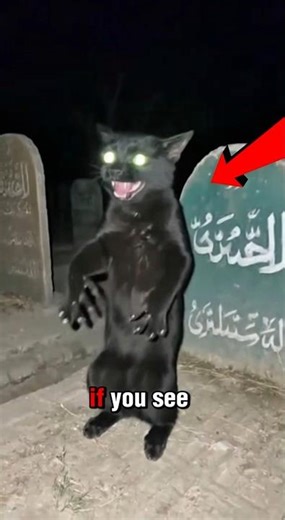 If You See This Talking Black Cat at Midnight… RUN 😱 #cat #animal #short