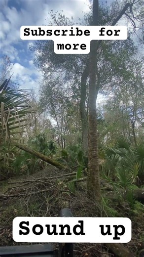 The sounds of hounds#deerhunting #outdoors #nature #dogs #doghunting