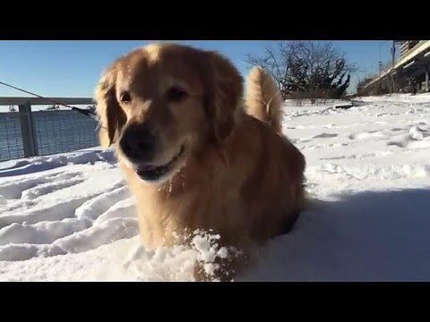 Kopi Running In Super Snow-Mo!