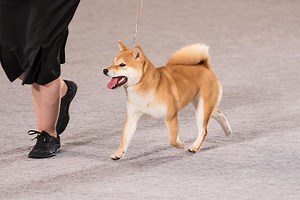7 Difference between Akita and Shiba Inu (With Table) - Animal Differences