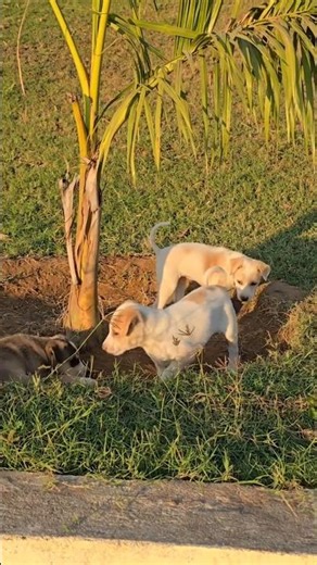 The Cutest Puppies, Now in 8K! #viral #trending #shorts