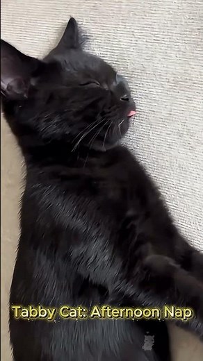 Tabby Cat's Sweet Afternoon Nap 😴☀️