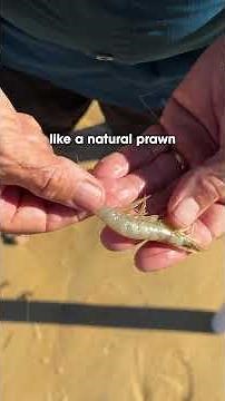 How I securely rig a prawn on a hook!