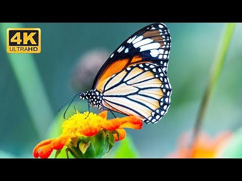 Top 50 Most Beautiful & Colorful Butterfly In The World | 4k ULTRA HD