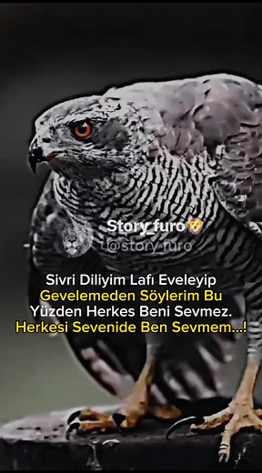 Eagle King: Sivri Dilli Sözler ve Hikaye