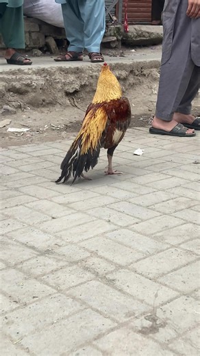 Dingi khui Mandi #antiqueaseel333 #antique