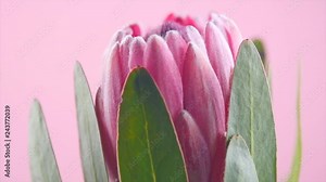 Protea bud closeup. Pink King Protea flower rotation over purple background. Slow motion 4K UHD video footage. 3840X2160