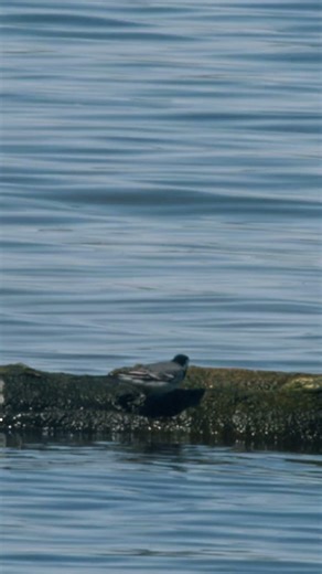 White Wagtail Crossing