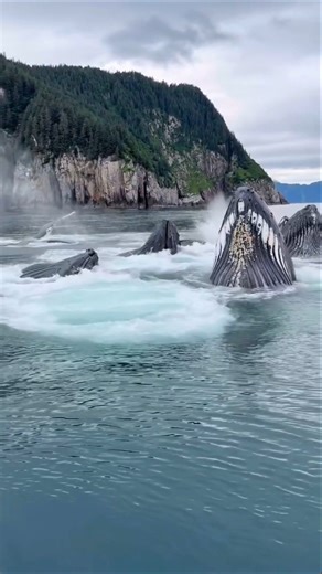 “Exploring the Deep Sea: Amazing Creatures Caught on Camera!”#shorts #shortsfeed #shortsvideo