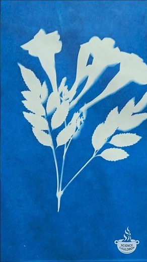 Cyanotype: The art of photography and the chemistry behind it #science #chemistry #howitworks #blue