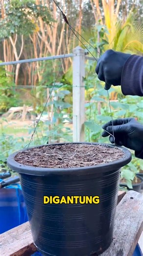 Petani Thailand Tanam Tomat Terbalik, 1 Pot Bisa Panen 2 Tanaman!#shorts