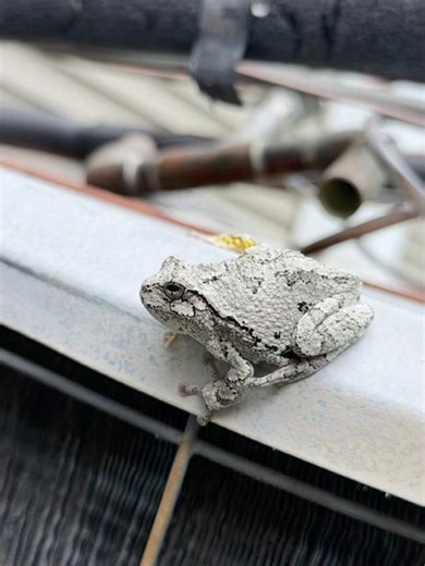 Grey Tree Frog #treefrog #nature #outdoors #amphibians #shorts