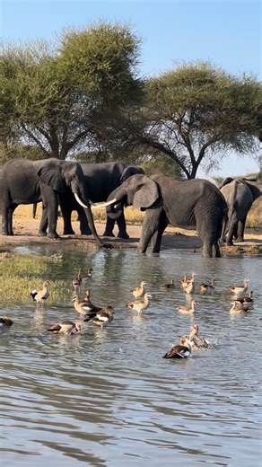There’s a special kind of magic when so many animals gather at a waterhole. You feel the energy shift—the calm, the movement, the sounds, the connection. This is the heart of the wild, where different species come together and create a scene you can’t script. If you want a safari that puts you inside the real rhythm of nature, it all begins with moments like this. ______________________ Unleash the extraordinary! 🎥 @wildlife_experience.tz 📍 @chemchemsafari | Baraka Olais
