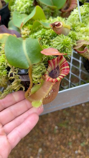 This bench is where I grow out seedlings to select for further breeding. I love this process! | RedLeaf Exotics