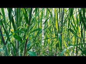 Grass and wind sounds | Nature sounds | 3 hours wind sounds | ASMR