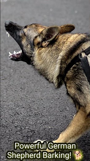 🐕 German Shepherd Barking Sound 🔥 | Powerful Dog Barking #Shorts