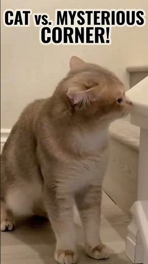 Why Does My Cat Cry So Much