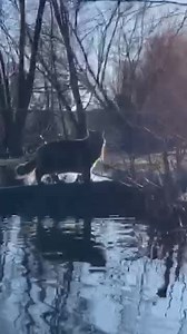 95K views · 10K reactions | My purrfect daily cat workout  Watch me walking back home over a tree on the flooded wetlands #savethewetlands  | Louiswildlife | Facebook