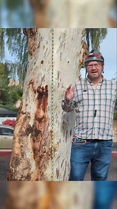 Basal Anchor Series Pt. 2 – Complex Anchors for SRS/SRT | For Arborists and Tree Climbers