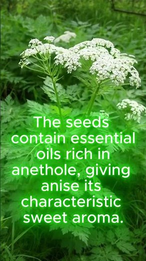What Is Anise? #traditionalmedicine #anise