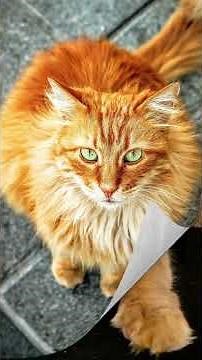 Creative Names for Orange Cats!